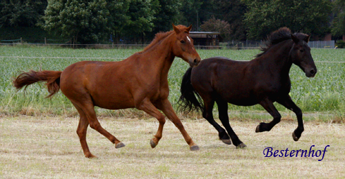 Weideauftrieb_2012_MG_014102