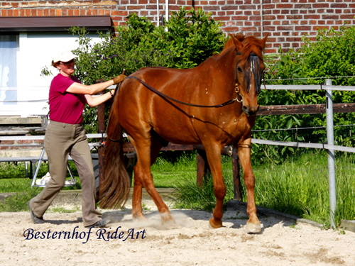 Justin_Langzuegel_Galopp_062012_3719_kl